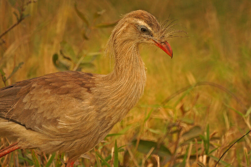 Red-legged Seriema