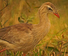 Cariama huppé