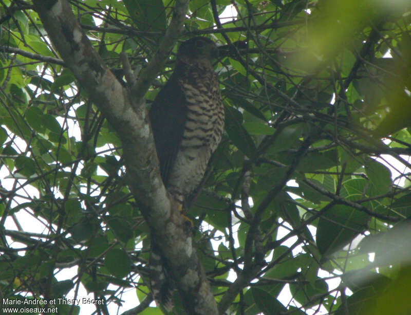 Carnifex à collierimmature, identification