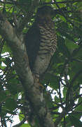 Collared Forest Falcon