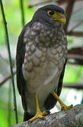Slaty-backed Forest Falcon