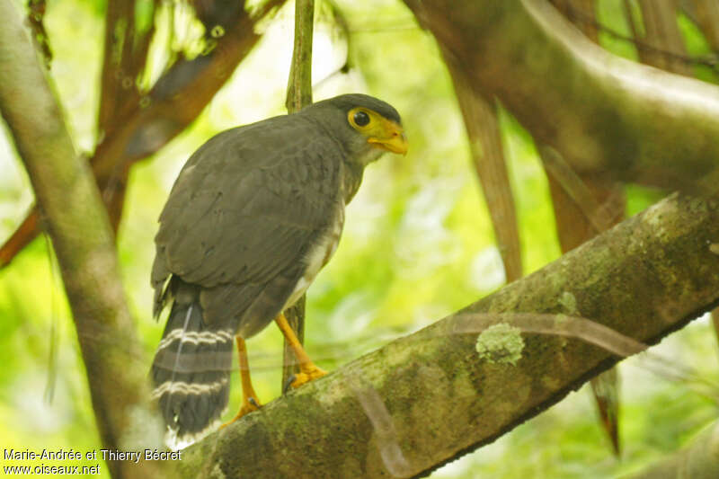 Plumbeous Forest Falcon