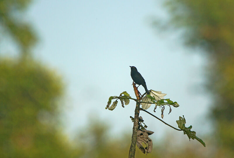 Pale-eyed Blackbird