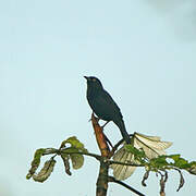 Pale-eyed Blackbird