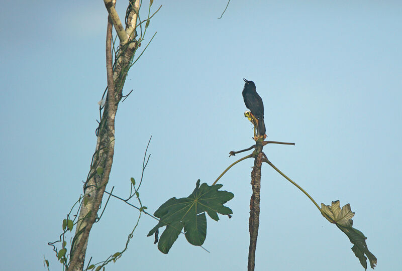 Pale-eyed Blackbird