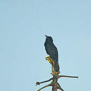 Pale-eyed Blackbird