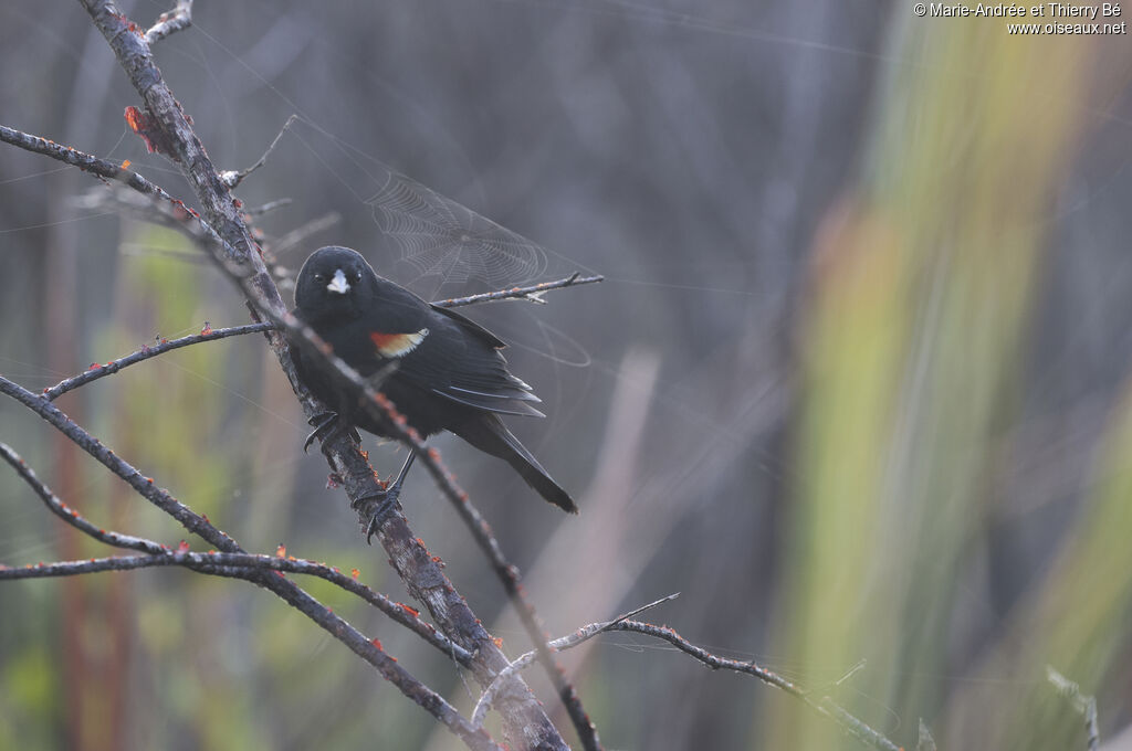 Red-shouldered Blackbird