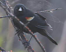 Red-shouldered Blackbird