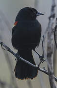 Red-shouldered Blackbird