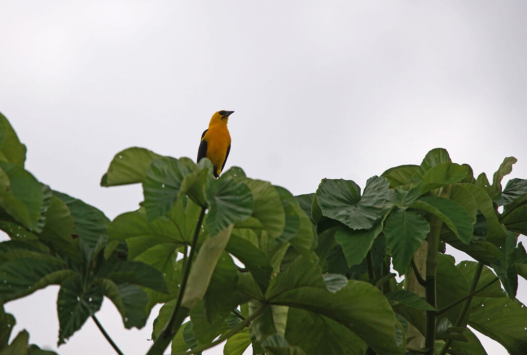 Oriole Blackbird