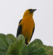 Oriole Blackbird