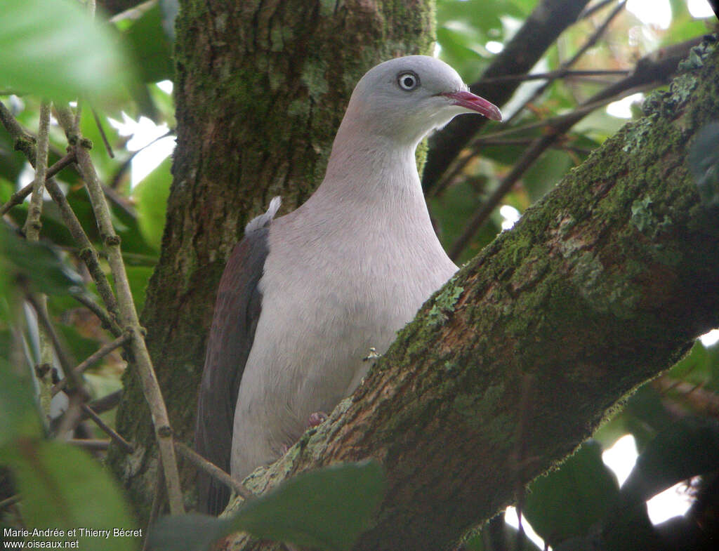 Mountain Imperial Pigeonadult