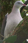 Mountain Imperial Pigeon