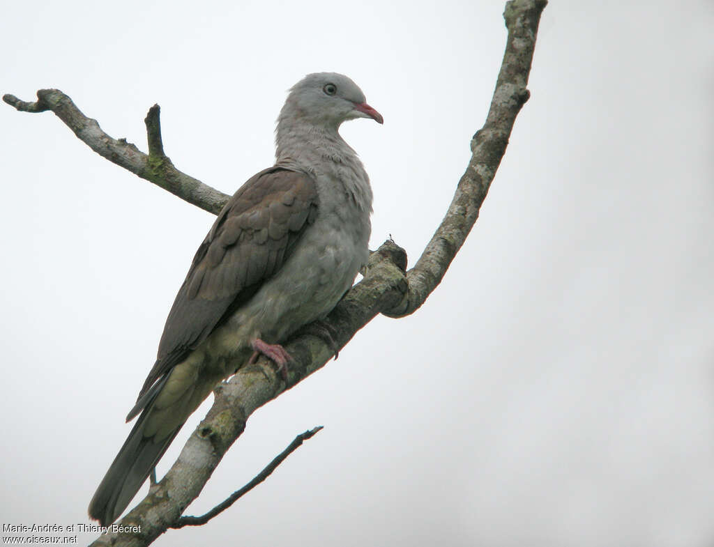 Mountain Imperial Pigeon, identification