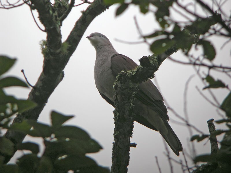 Mountain Imperial Pigeon