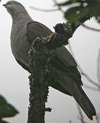 Mountain Imperial Pigeon