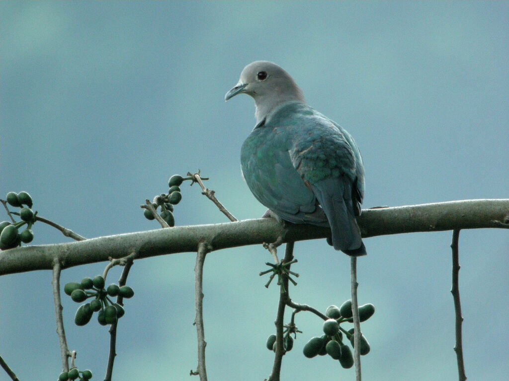 Green Imperial Pigeon