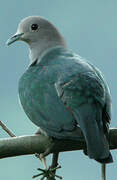 Green Imperial Pigeon