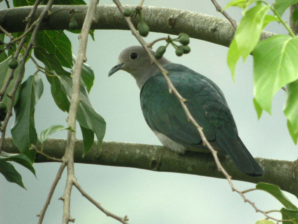 Green Imperial Pigeon