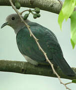 Green Imperial Pigeon