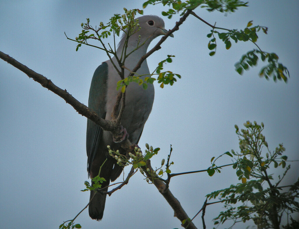 Green Imperial Pigeon