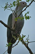 Green Imperial Pigeon