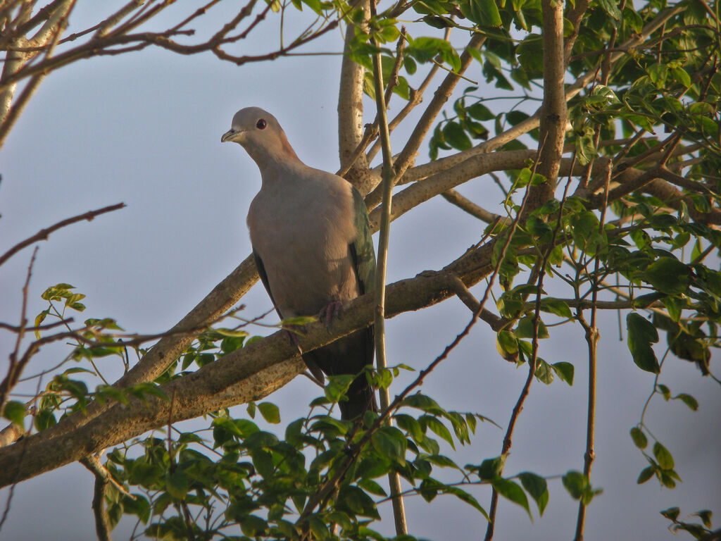 Green Imperial Pigeon