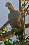 Green Imperial Pigeon