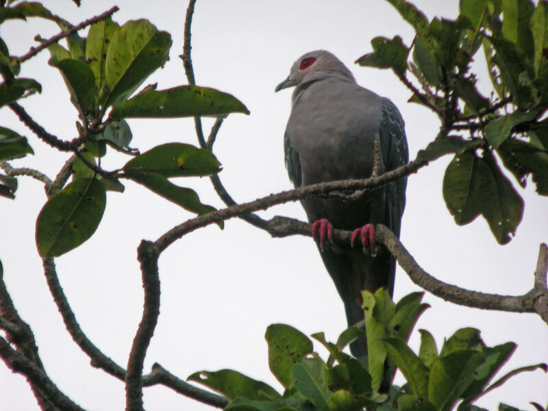 Pinon's Imperial Pigeon