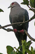 Pinon's Imperial Pigeon