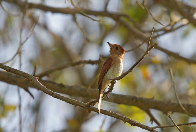 Rufous Casiornis