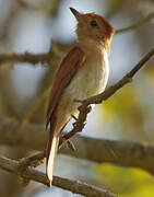 Rufous Casiornis