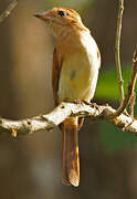 Rufous Casiornis