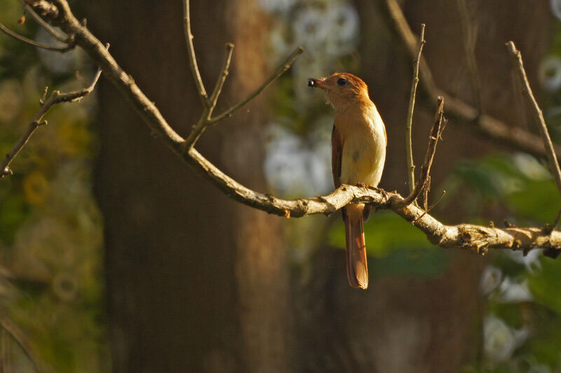 Rufous Casiornis