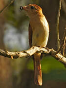 Rufous Casiornis