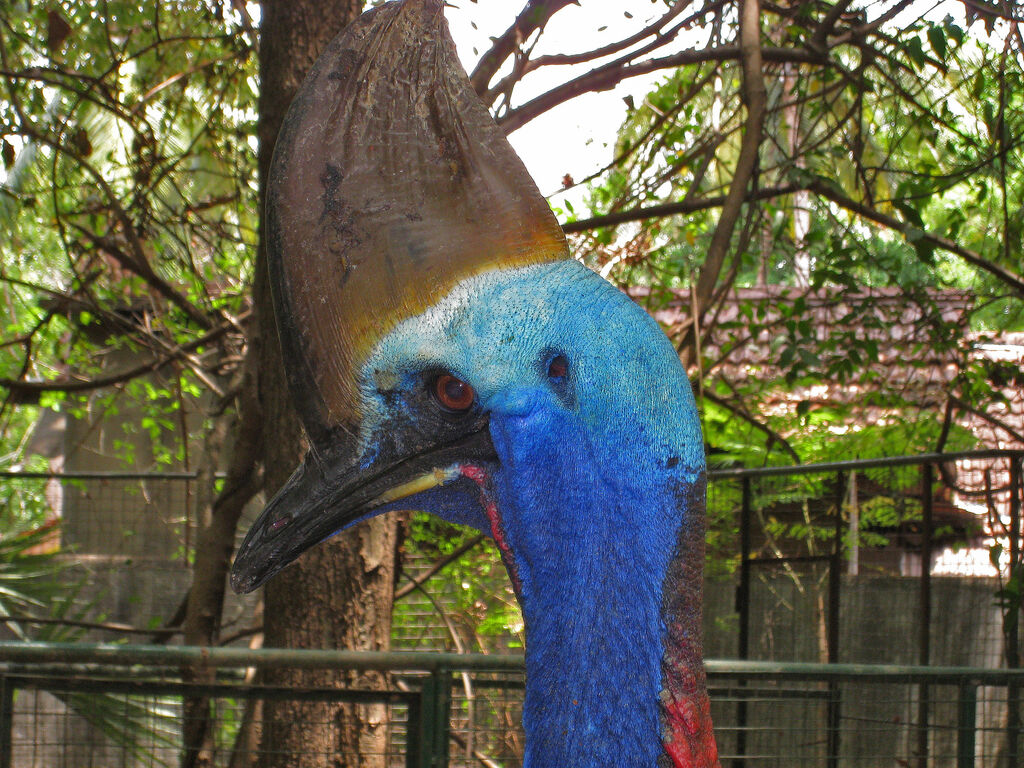 Southern Cassowary