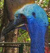 Southern Cassowary