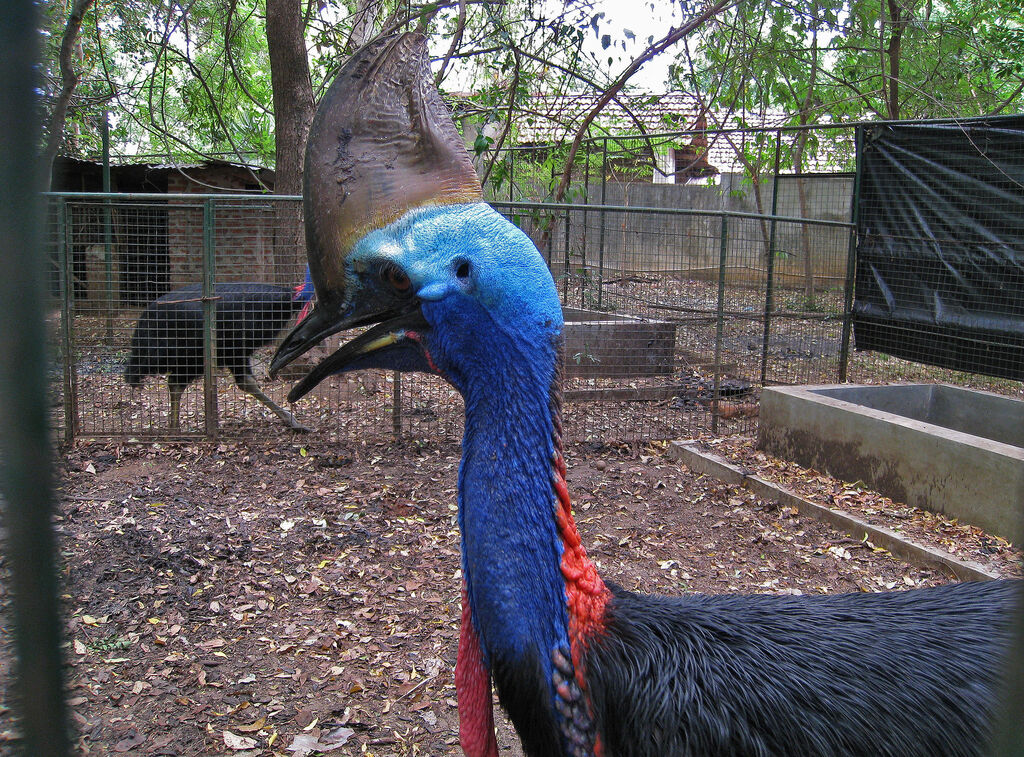 Southern Cassowary