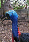 Southern Cassowary