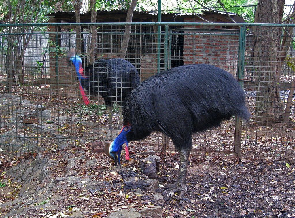 Southern Cassowary