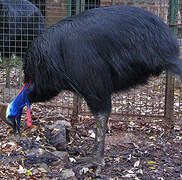 Southern Cassowary