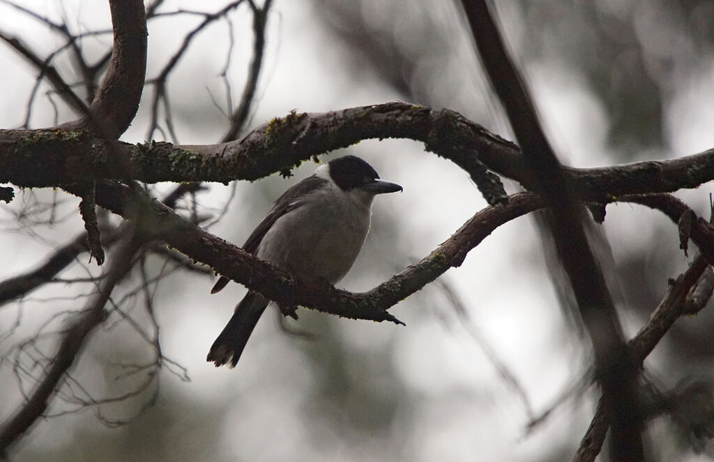 Grey Butcherbird