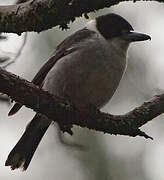 Grey Butcherbird