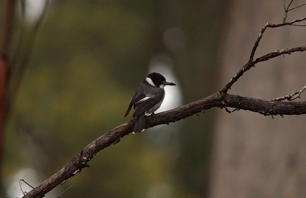 Grey Butcherbird