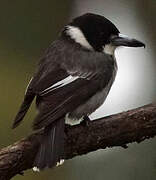 Grey Butcherbird