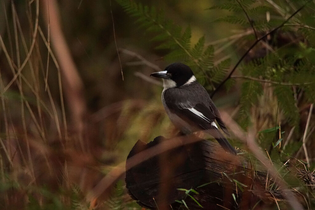 Grey Butcherbird