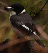 Grey Butcherbird