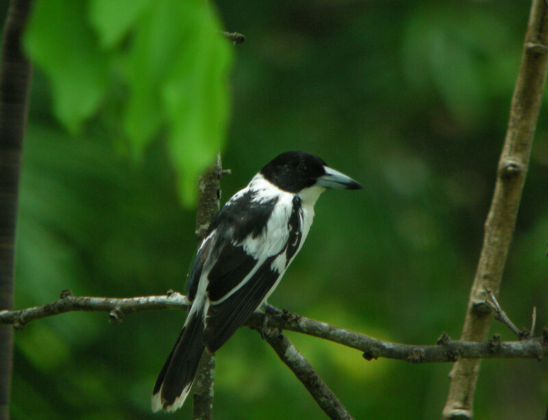 Black-backed Butcherbird