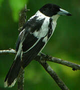 Black-backed Butcherbird