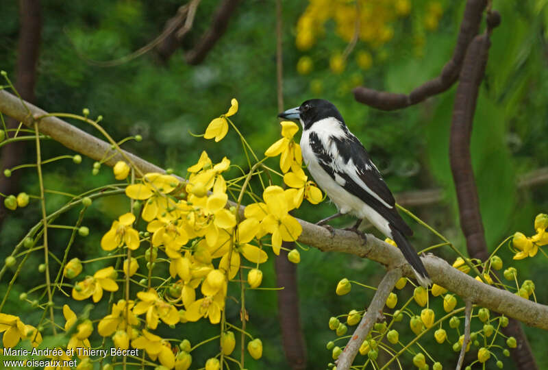 Black-backed Butcherbirdadult, habitat